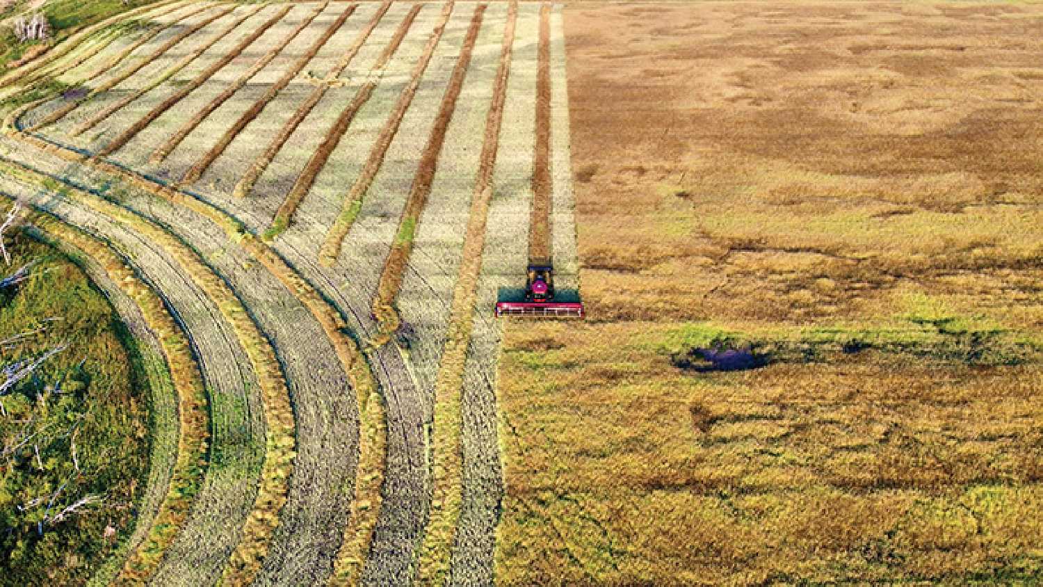 A farmer swathing canola north of Moosomin. A Kevin Weedmark photo.